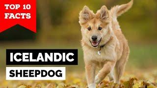 Icelandic Sheepdog - Top 10 Facts