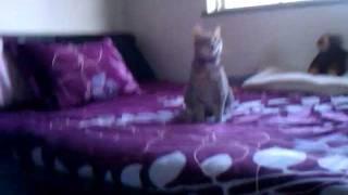 Cleo playing with her bunny fluff