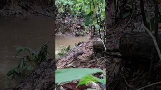 Nutria / otter #wildlife #wildanimals #destinos #destinos #travel #destino #borneo