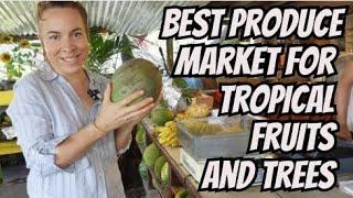 Best Product Market For Tropical Fruits and Trees