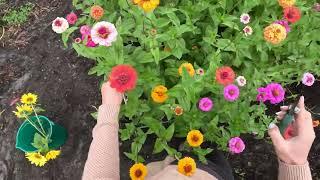 A Soothing Flower Harvest : Woodstock Flower Farm