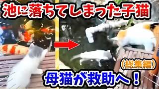 【2ch動物スレ総集編】池に落ちてしまった子猫 → 母猫が救助へ！