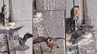 367 Collins Falcons~Great winger, Gutter dance and running on the ledge~11:24 am 2024/11/13