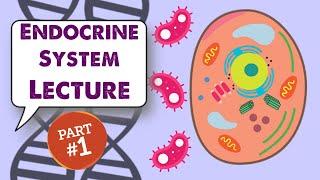 MCAT Biology Lecture: Endocrine System (1/1)