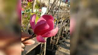 A Few #Perennials & Tropicals  #gardencenter