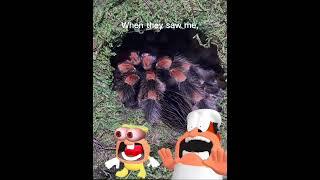 Don't be afraid #Tarantula #MexicanRedKnee #Shorts #Humor