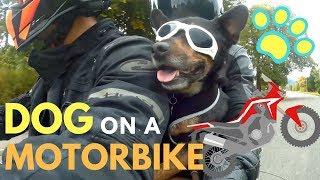 A Dog's First Time On The Motorbike! | Pets Are Family