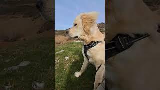 Watching your ears flap in the wind is all I need  #mountaindog #hikingwithdogs #dogwalk