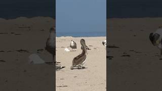 #beach #nature #birds #wildlife #birdwatching #ocean #pelicans #seagulls