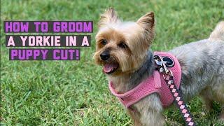 HOW TO GROOM A YORKIE IN A PUPPY CUT 