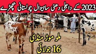 Malumor Mandi Jhang Dajili Dhani Sahiwal Cholistani Bachre 2023 || Global Village Farming