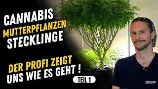 Cannabis Mutterpflanzen und Stecklinge - Alles was du wissen solltest , Beschneiden , Selektieren #1