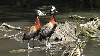 White Faced Whistling Ducks