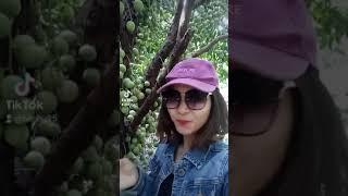 vườn dâu xanh