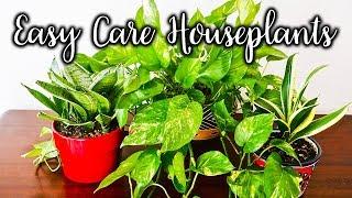 7 Easy Care Tabletop & Hanging Plants For Beginning Houseplant Gardeners /Joy Us Garden