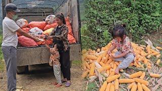 Mother and son pick corn and put it in bags to sell