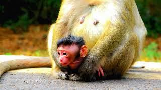 Cute!  Love Monkey Primate