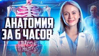 Вся анатомия за 6 часов | Биология ЕГЭ — Напольская Ксения