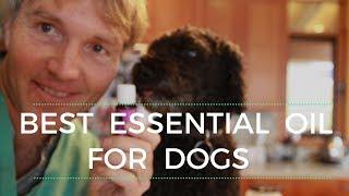 Best Essential Oil For Dogs