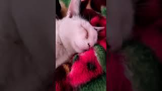 дрыхнет как сурок (так ещё и грязнулька)#котик#кринж#видео#прикол#котэ#тайсон