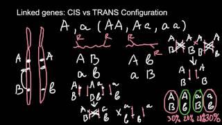 Linked genes: CIS vs TRANS Configuration