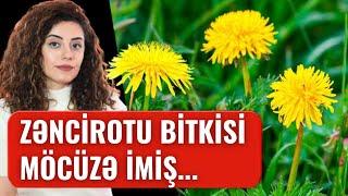 Həkimlərin Gizlətdiyi MÖCÜZƏ SARI BİTKİ - ZƏNCİROTU