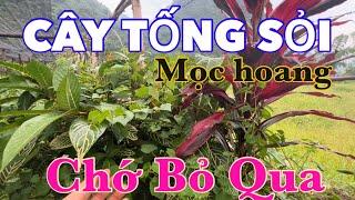 Cây TỐNG SỎI Rất Hay, THƯƠNG LÁI Thu Mua Rất Nhiều | CTVC