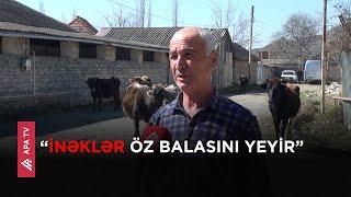 İsmayıllıda mal-qara quduzluq xəstəliyinə tutulub – APA TV