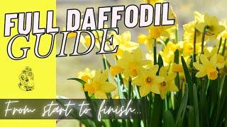 Planting Daffodil Bulbs: Growing Daffodils from Start to Finish - Cut Flower Garden - Spring Bulbs