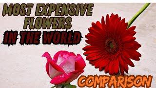 Top Most Expensive Flowers In The World Comparison | comparison6