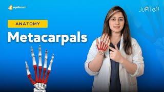 Metacarpals | Bones Anatomy of the Hand | Phalanges, Carpals, Metacarpals