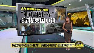 挽救城市边缘小生命   “狐狸救护车”穿梭英国小镇 | 八点最热报 19/06/2025
