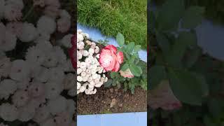 Light Pink and Red Colour Rose #trending #rose #flower