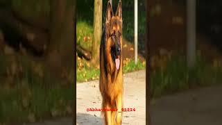 Top 10 Dog breads #top10vedios #youtube #trending #viral #shortvideo #@Abhaykumar_95824