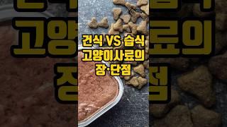 건식VS습식 고양이 사료의 장단점 비교#shorts