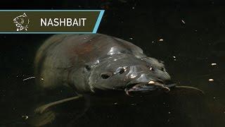 NASHBAIT - THE HISTORY OF CARP FISHING BAIT