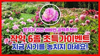 향기나는 작약? 작약 6종 초특가 할인판매! 지금 시기를 놓치지 마세요! #작약 #목단 #비비안 #작약꽃 #가드닝 #정원 #정원만들기 #정원가꾸기 #정원꾸미기 #세종식물원