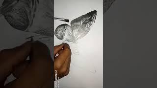 Butterfly Pencil Drawing / Art Is My Heart