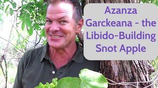 Azanza Garckeana - The Libido-Building Snot Apple