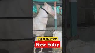 । Rupal Stud Farm। New Entry ।#short