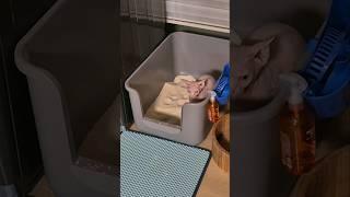 Sphynxcat, 화장실 사용의 정석, 뒷처리 깔끔! #shorts