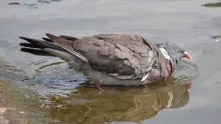 Wood Pigeon cooling down