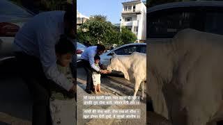 #कृष्ण #cow #radhakrishna #radheradhe #viral #trending #bajaj #ytshorts #nature #animals #care #love