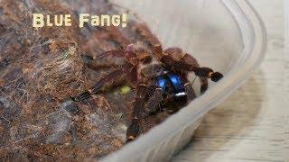 Blue Fang Tarantula! (Amazing Colours!!)