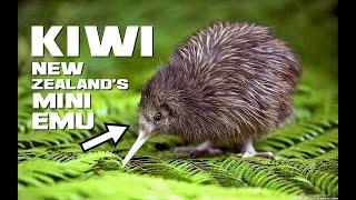 10 Kiwi Facts - New Zealand's Mini Emu - Animal a Day