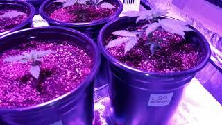 Auto Flowering Cannabis Update with MizzFlo420Grow and HighT at Flo Grow Gardens Peace Love Cannabis