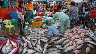 Early Morning Fish Market @Prek Phnov - Fresh Lobster, River Fish, Seafish & More in Fish Market