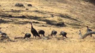 wild turkeys