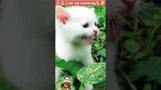 cat video  #cat #catsounds #cute #funny #animals #kitten #cutecat #animal #funnycat