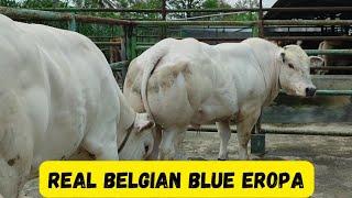 Monster Belgian Blue Asli Eropa Jadi Buruan Kolektor‼️Terjual Dengan Harga Fantastis